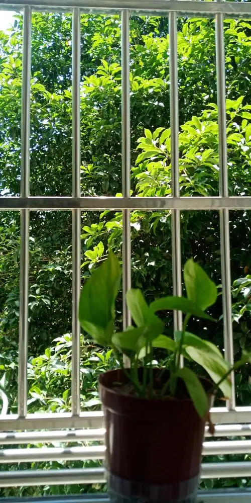 窗外的树还有鸟语盈耳