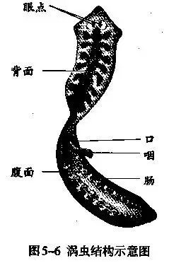 (1)涡虫的口长在腹面,口内有一个管状的腹面