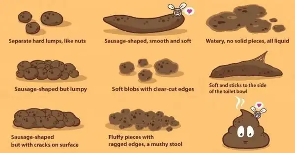 如果你排便的形状不一样,或是没有规律,正常人的大便是"香蕉型"或是"