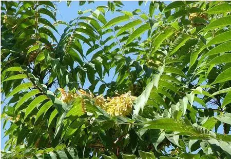 展开全部 臭椿树