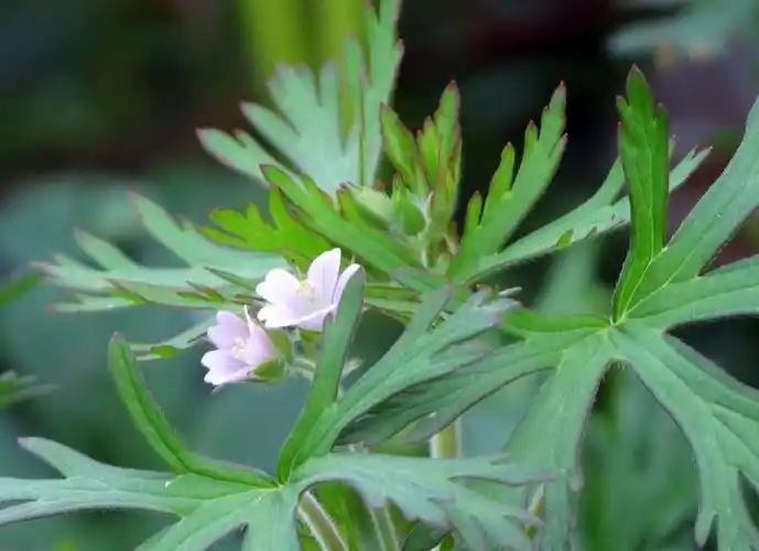 老鹳草主治风湿疼痛,拘挛麻木,痈疽,跌打,肠炎,痢疾