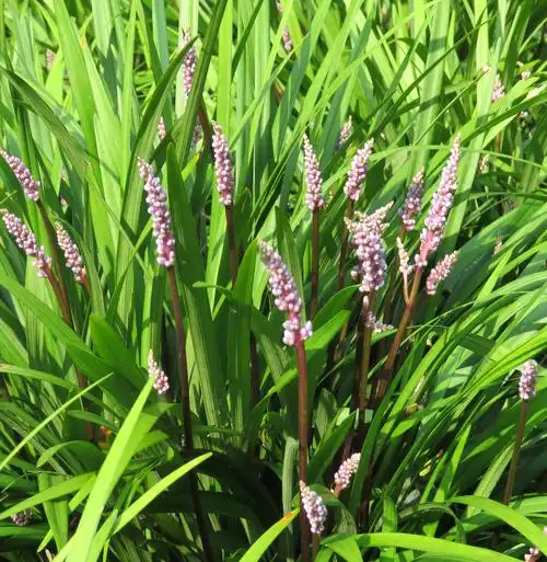 91.麦冬,又称麦门冬,百合科草本