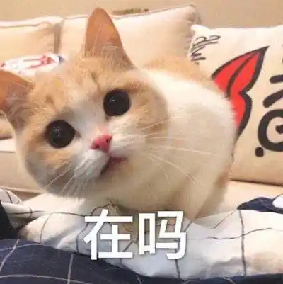 萌宠猫星人在吗好奇呆萌可爱gif动图_动态图_表情包下载_soogif