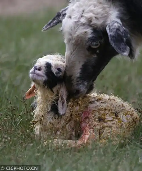 2019年6月3日,内蒙古自治区赤峰市转场途中,一只母羊产下了羊羔.