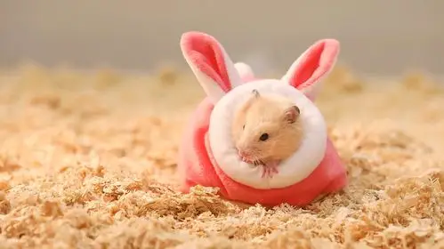 仓鼠日常可爱合集