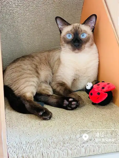 冰晶蓝的眼睛暹罗猫