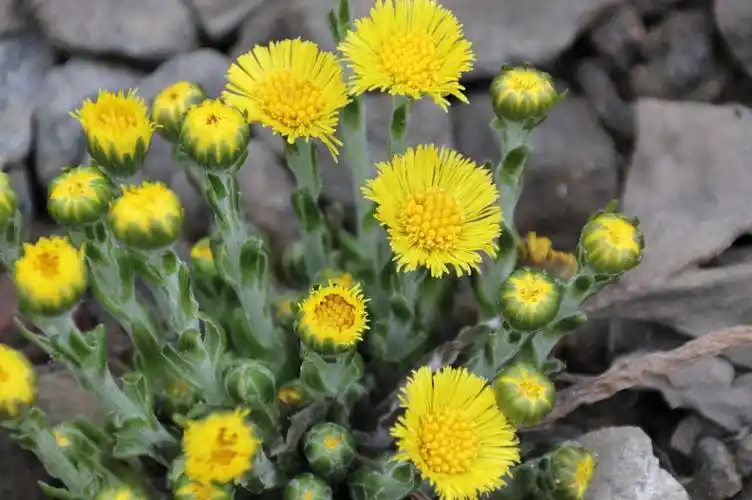 植物篇:开花的种类(款冬(菊科,款冬属植物)) - 求真百科