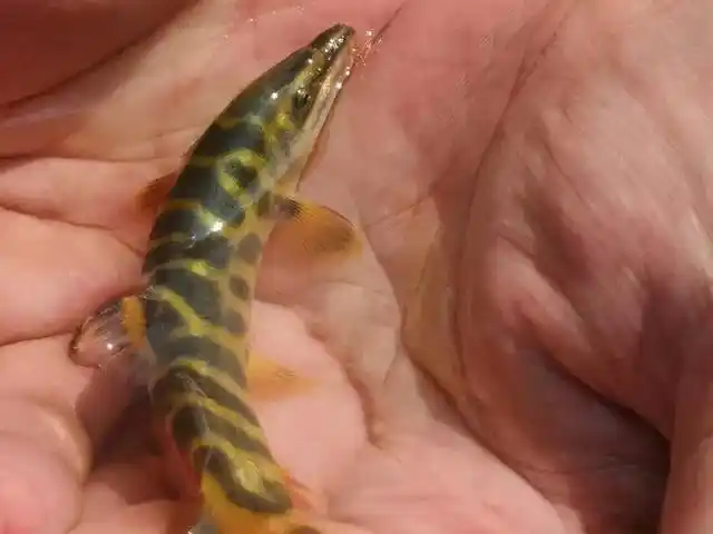 野生泥鳅的习性特征(俗称花泥鳅我国特有鱼类)(6)