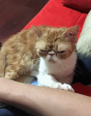 猫咪喵星人搞笑可爱gif动图_动态图_表情包下载_soogif