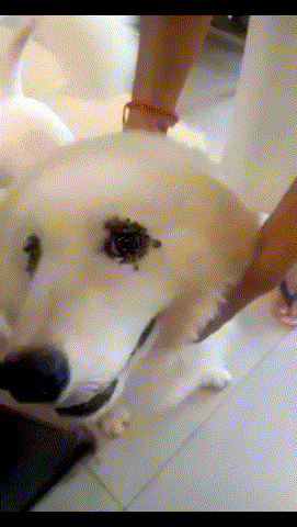 这东西藏在狗狗身上比跳蚤可怕百倍