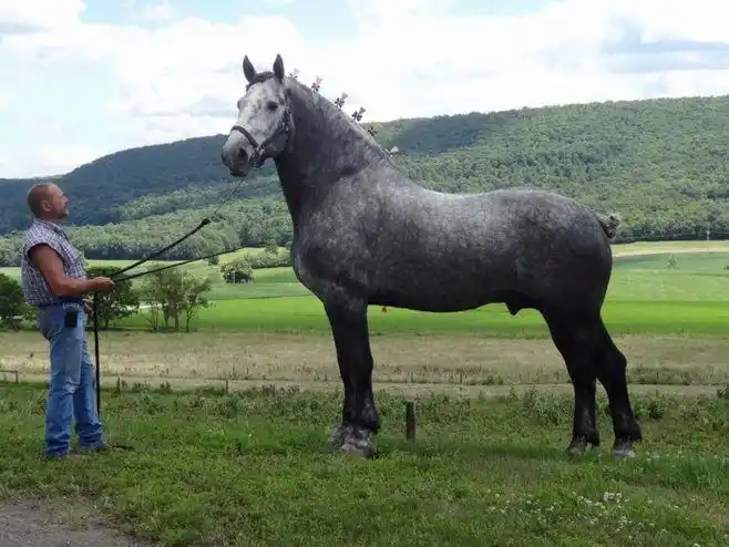 一只漂亮的俄罗斯重型马Хороший мальчик 准备参赛的