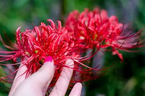 世界上最无情的花,被称为地狱花,白色彼岸花,花叶永不相见