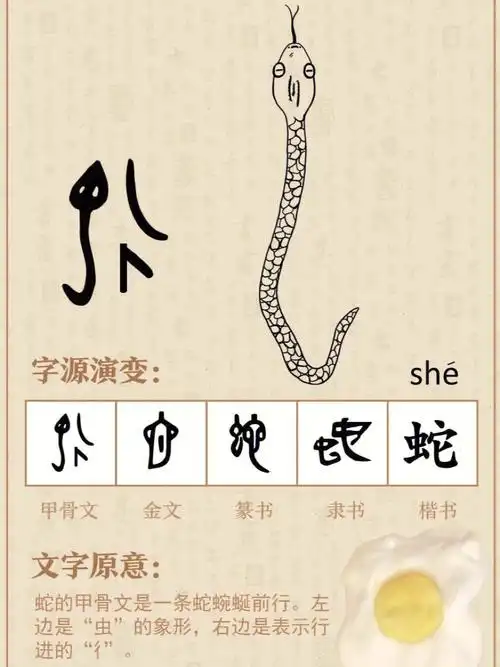 6015蛇=虫=它"蛇"字甲骨文的左边形状是"它","虫"的源字.