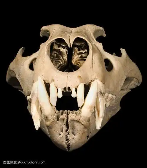 狮子头骨_百度图片搜索