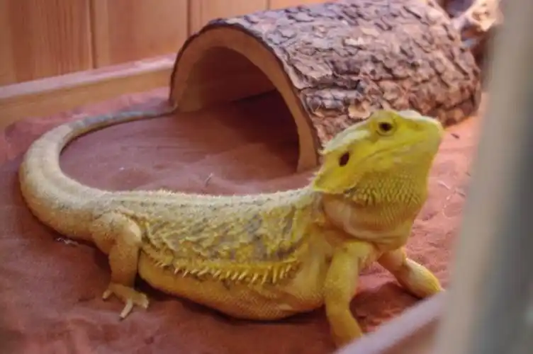 松狮蜥原来是2只,一只病死了.