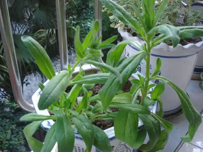 p>蓝蓟(学名: i>echium vulgare /i> l.