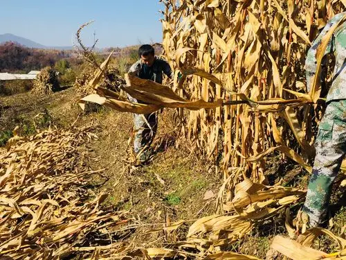 第二小组负责掰玉米