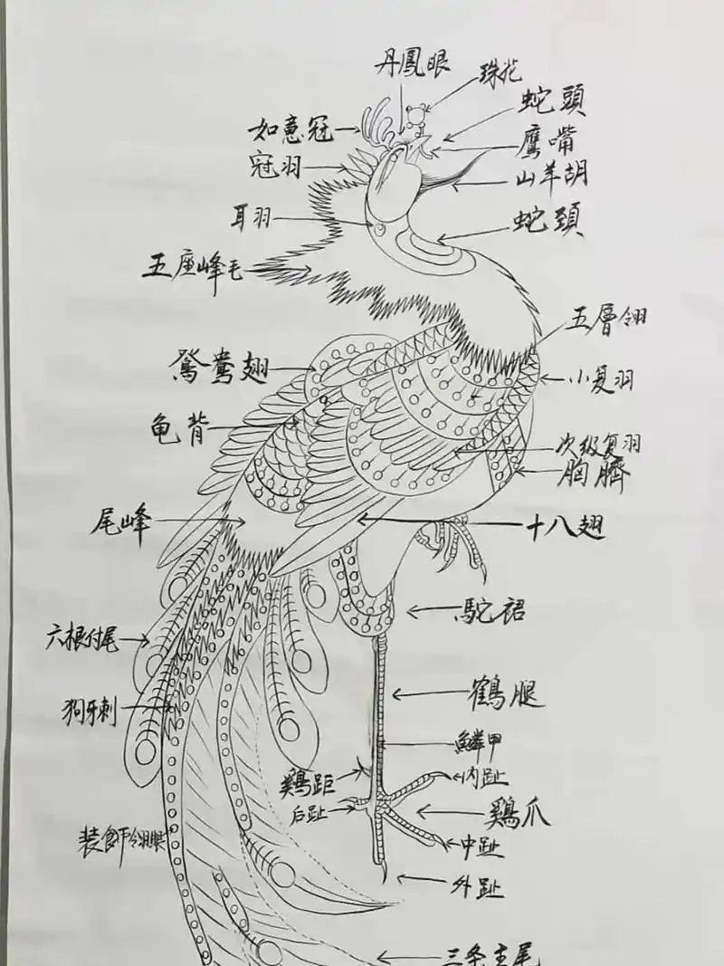 凤凰(凤阳凤画)结构图 ,太珍贵了 景老师绘制的,非常珍贵,为了传承凤