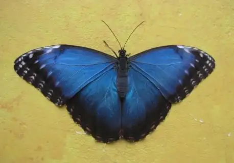 四款高精度蓝色蝴蝶翅膀图片6288x3984dpi300psd模版下载