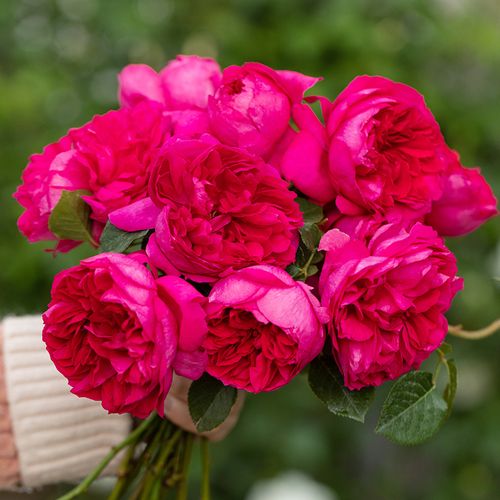 月季天狼蔻丹自育玫瑰多季开张直立立型灌木月季