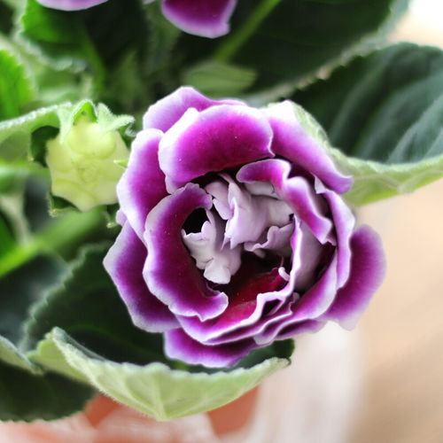 富贵芙蓉花卉观花植物带花苞发货四季好养易活 大岩桐紫色白边带花苞