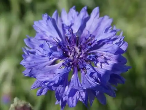 德国国花——矢车菊