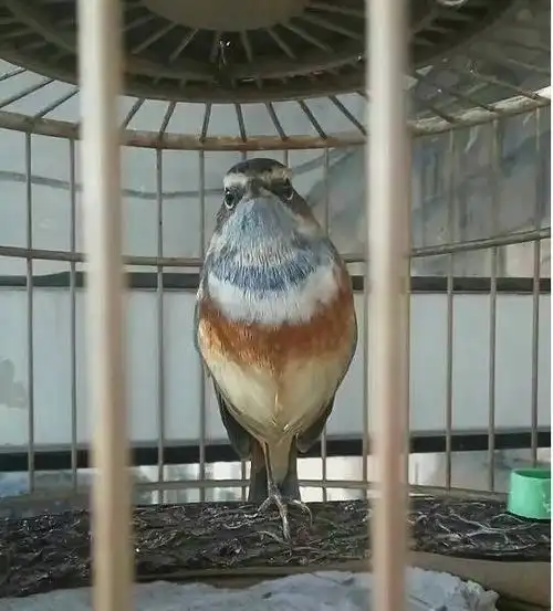 色泽艳丽,另一则经过一冬,在南方原毛鸟与老鸟和草虫学口,基本口都上