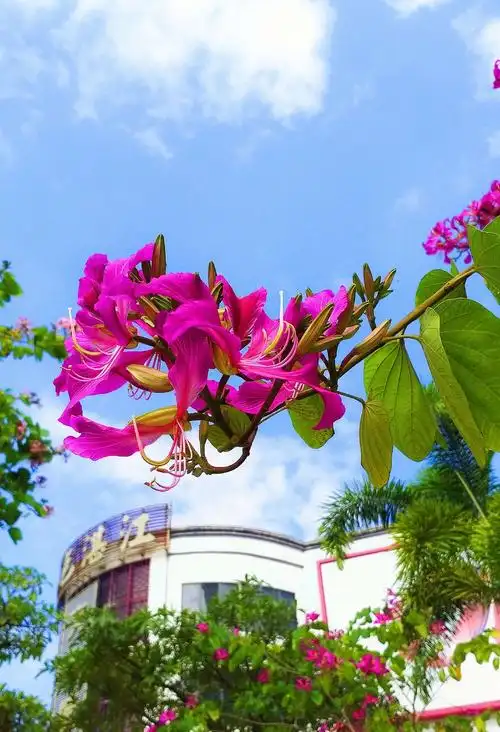 洋紫荆花开迎春来