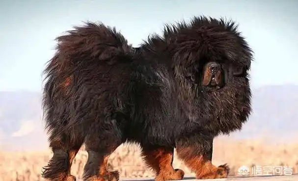 被炒到千万身价的藏獒品种"惊天兽",如今情况如何? - 石塘网