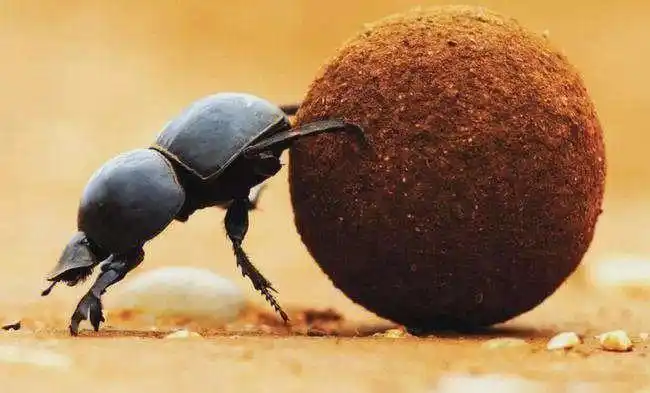 67岁每一坨粑粑都有钟爱它的屎壳郎