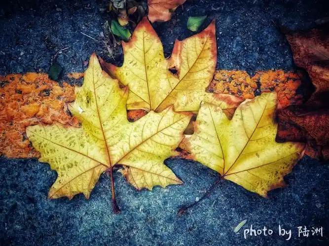 萧萧梧叶送寒声