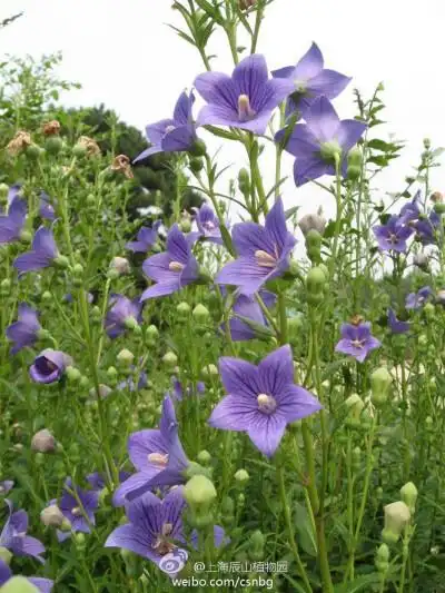 桔梗platycodon grandiflorus,桔梗科桔梗属多年生草本,《本草纲目》