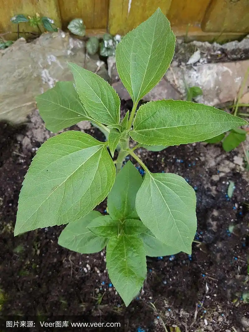 向日葵;向日葵;annuus