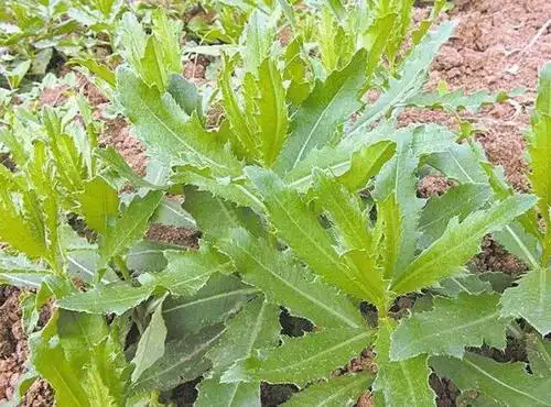 常长在地头的野菜,浑身是"刺",4月份采摘最好吃,错过成遗憾