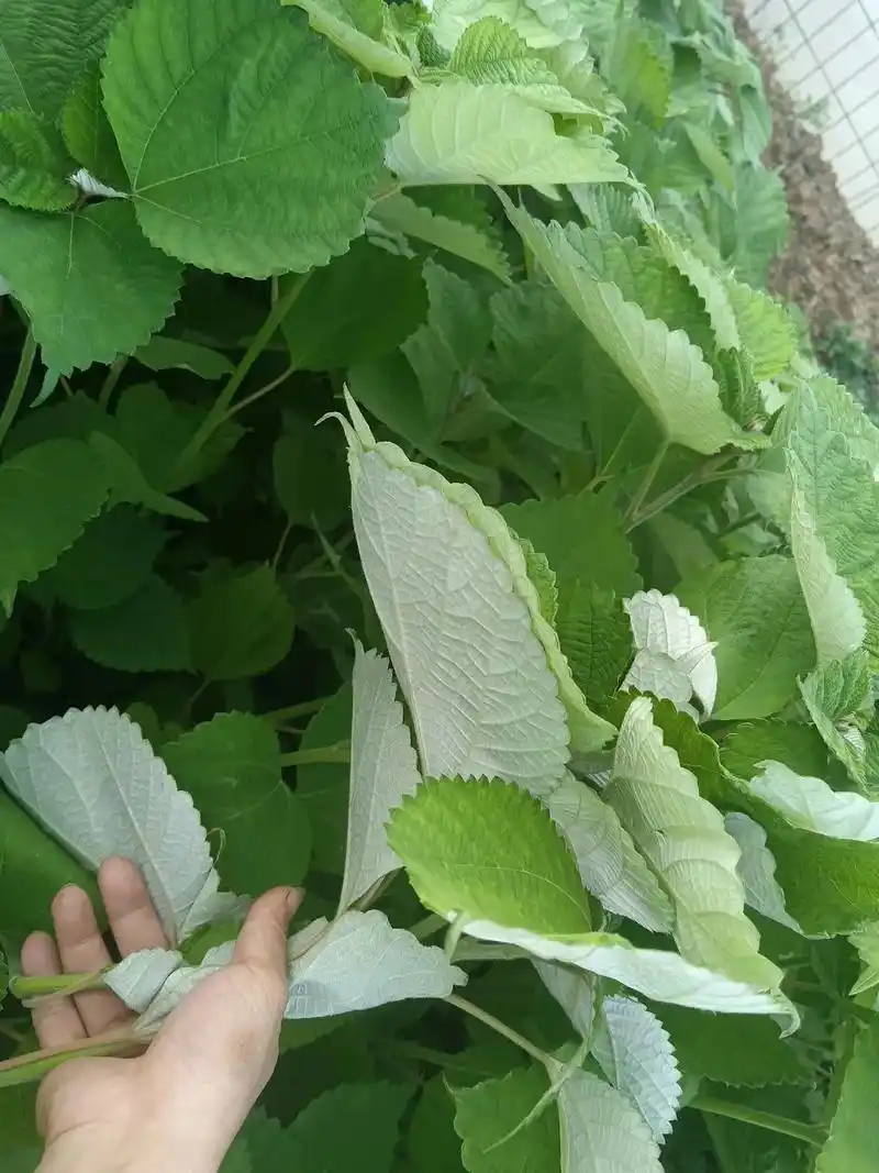 这个能吃吗?,你们叫这个怎么叫,我们老家叫它,麻叶 - 抖音