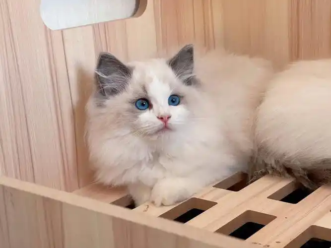 蓝双布偶猫妹妹找家