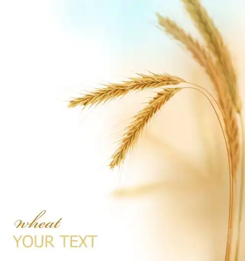 p>一粒小麦(triticum monococcum),小麦属中最原始的栽培种.