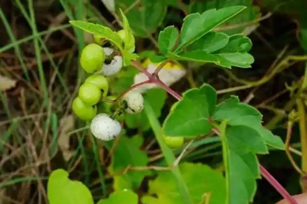 白蔹图片_白蔹的功效与作用