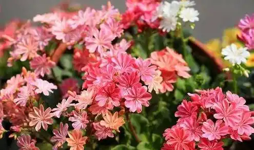 这种花一开300多天,淡雅婉约,清新可爱,是盆栽佳品!_露薇_时候_繁殖