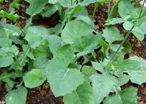 羊蹄草--清热解毒,散瘀消肿