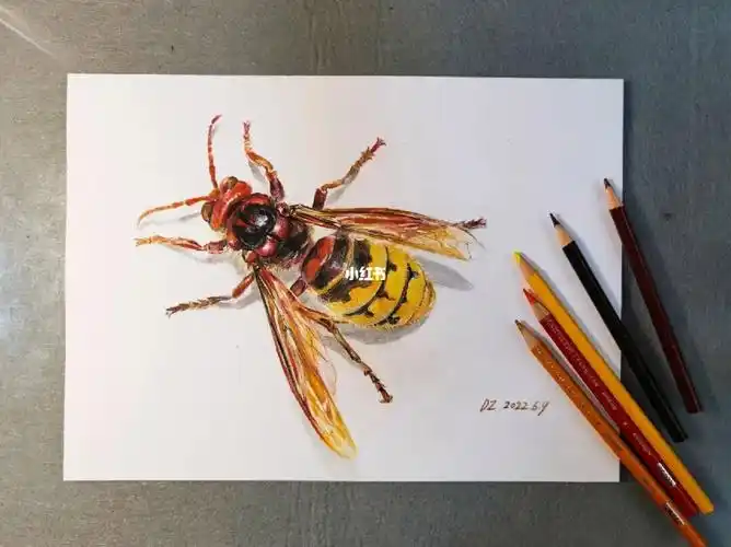 画只大马蜂