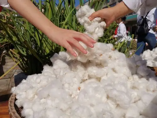 校园里头种棉花?是的,站前学子采摘忙!