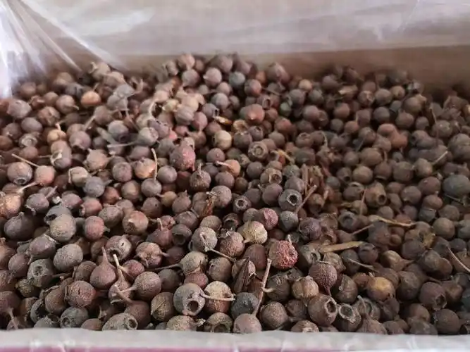 樟木子价格樟树果批发价格哪里可以购买多少钱一公斤