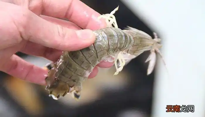 蝼蛄虾和皮皮虾的区别 蝼蛄虾和皮皮虾有什么不同