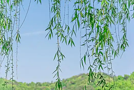 柳树柳树春意,柳条,柳枝,绿意春意,柳条,柳枝,绿意春意,柳条,柳枝