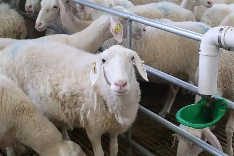 "八百里黄河行" | 天赋河套 味道很赞_胡羊