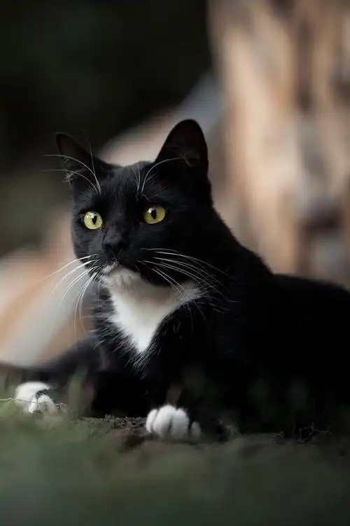 黑猫,黄眼睛,朦胧