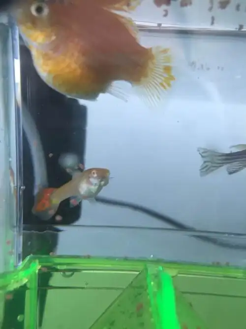 大概什么时候会生呢?