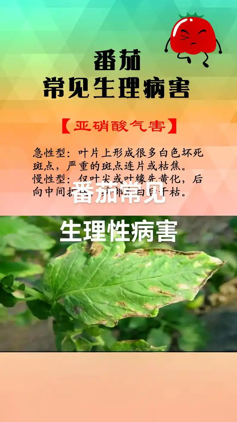 番茄常见生理性病害#三农 #病虫害防治 #西红柿种植 - 抖音