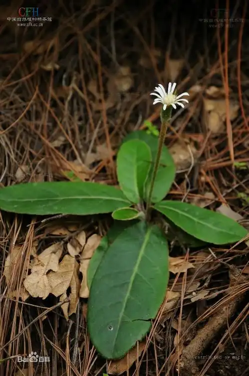 白花一枝香 白眉